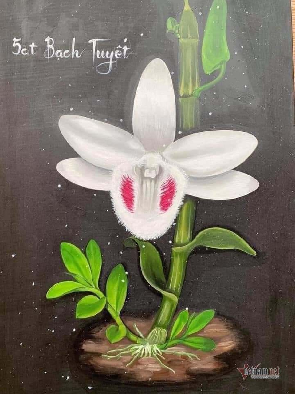 Nhiều nạn nhân của lan đột biến phải nhờ anh em xã hội giải cứu - 4 Nhiều nạn nhân của lan đột biến phải nhờ anh em xã hội giải cứu - 4