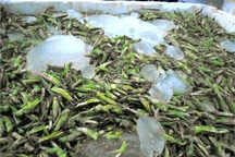 Buôn hàng tấn châu chấu ướp lạnh xuyên Việt