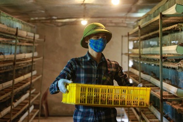 Cử nhân bỏ việc về quê nuôi chim cút, thu tiền tỷ mỗi năm