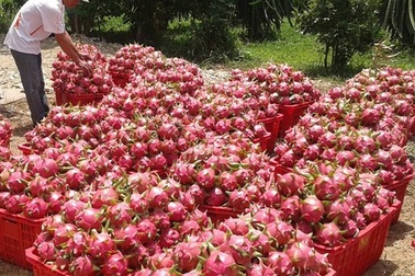 Thanh long rớt giá, nho mất mùa