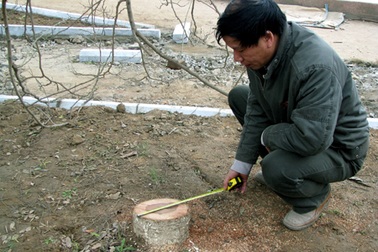 Sưa đỏ bị treo ngọn, "nẫng" gốc bên bờ hồ Giảng Võ