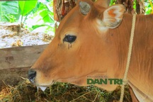 Xã biên giới lo sốt vó khi hàng chục con bò bị dịch lở mồm long móng