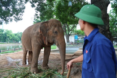 Tài trợ chi phí "giải cứu" 2 cá thể voi ở công viên Thủ Lệ