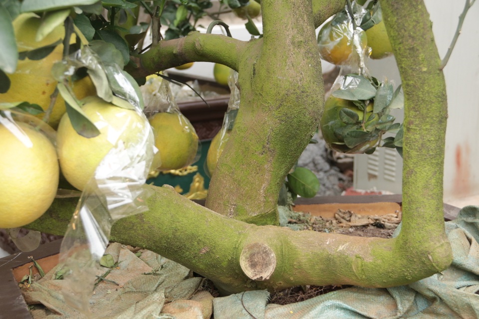 Hà Nội: Bưởi cảnh, đào khủng đua nhau xuống phố đón Tết - 8