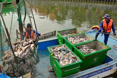 250 người trắng đêm vớt gần 70 tấn cá chết