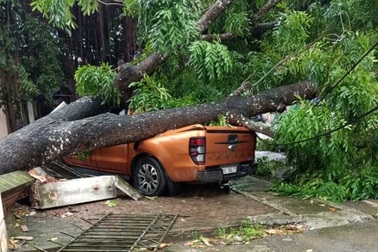 Cây xà cừ bật gốc, đè bẹp xe bán tải