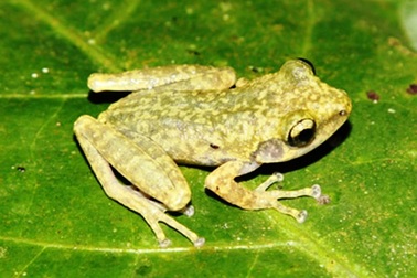 Hòa Bình: Phát hiện loài ếch mới “cây sần an-na”