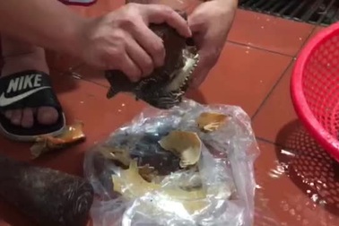 Ốc tu lơn là con gì mà nửa triệu/kg, 6 người ăn không hết?