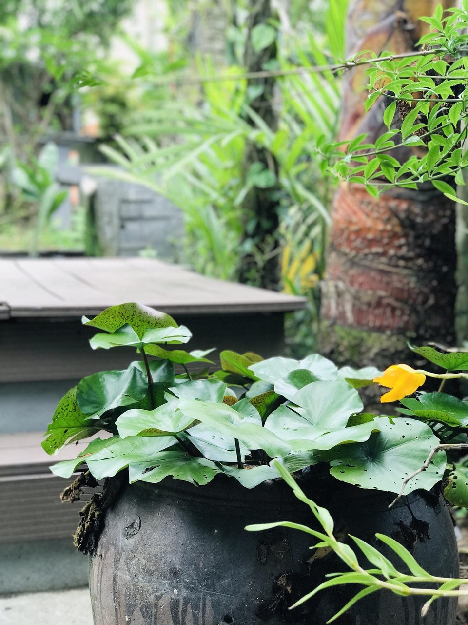 Chàng trai tự tay thiết kế nhà vườn vạn người mê cho gia đình 4 thế hệ - 6