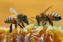 Mật ong này là thật nhưng nó được tạo ra từ phòng thí nghiệm