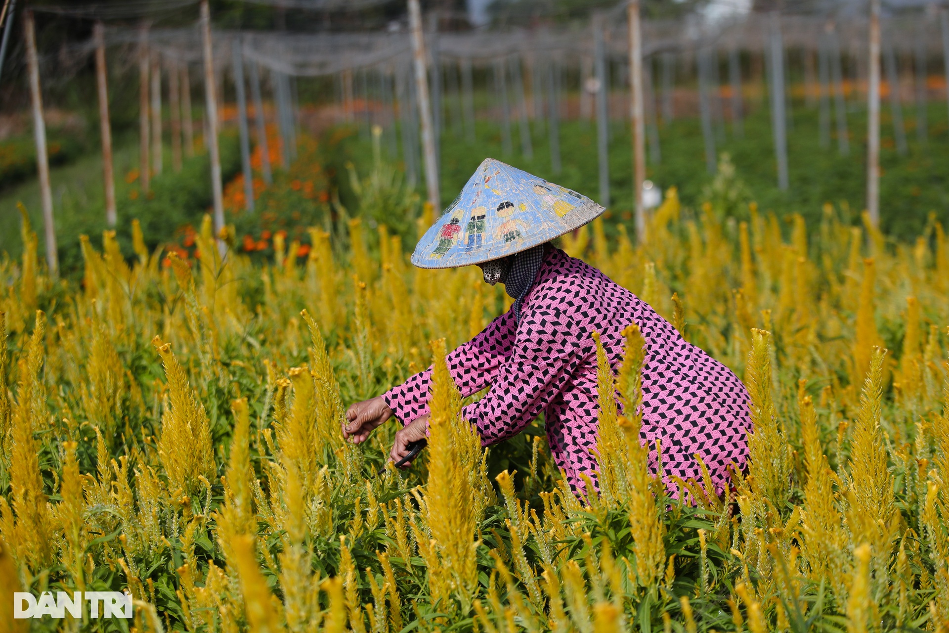 Thủ phủ hoa lớn nhất Bình Dương tất bật ngày giáp Tết - 8 Thủ phủ hoa lớn nhất Bình Dương tất bật ngày giáp Tết - 8