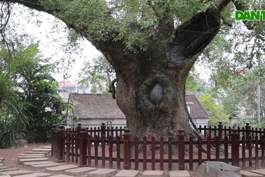 Cây dã hương nghìn năm tuổi lớn nhất thế giới