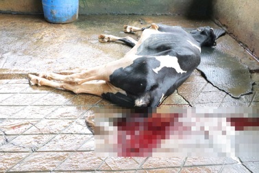 Hàng chục con bò sữa lăn ra chết sau khi được tiêm vaccine