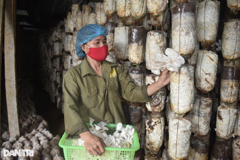 Kiếm tiền tỷ nhờ câu chuyện đi tìm nấm chữa bệnh cho bố - 4 Kiếm tiền tỷ nhờ câu chuyện đi tìm nấm chữa bệnh cho bố - 4