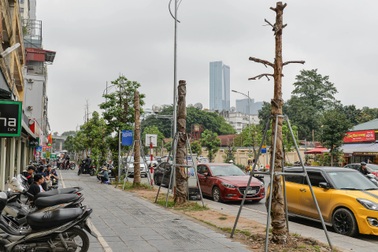 Loạt cây xanh có dấu hiệu chết khô trên đường Huỳnh Thúc Kháng kéo dài