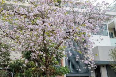 Ấn tượng sắc xuân tại Ciputra Hanoi