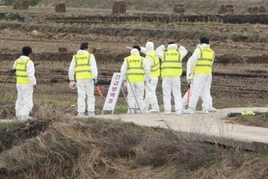 Hàn Quốc “vật lộn” với bệnh lở mồm long móng