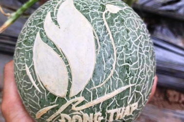 Dưa lưới khắc chữ thư pháp còn nằm ngoài vườn đã “cháy hàng”