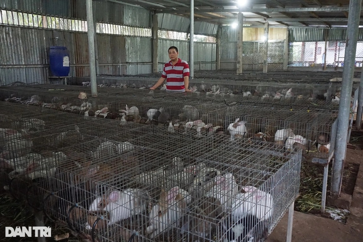 Anh nông dân khấm khá nhờ nuôi loài vật em bé nào cũng mê mẩn - 1 Anh nông dân khấm khá nhờ nuôi loài vật em bé nào cũng mê mẩn - 1