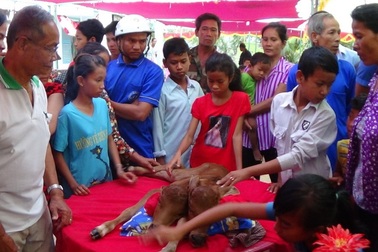 Hàng trăm người kéo nhau đi xem bê hai đầu