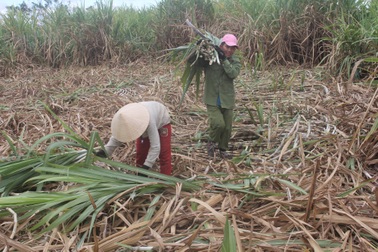 Dân lao đao vì “thảm cảnh” mía cháy và rớt giá