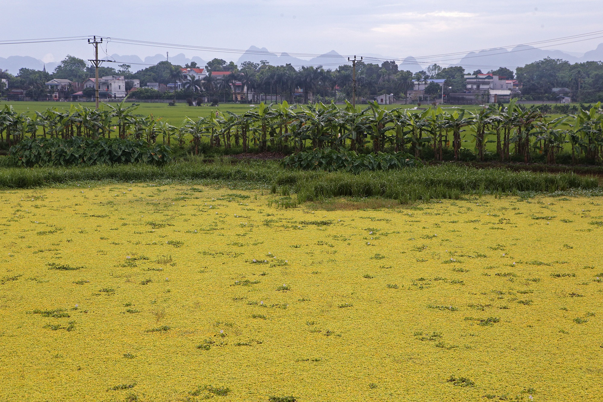 Đẹp nao lòng cảnh chiều muộn ở vùng thôn quê thanh bình giữa Hà Nội - 14