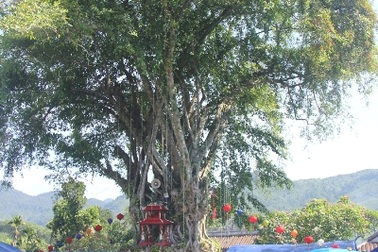 Cây đa lá lệch hơn 300 tuổi được công nhận Cây Di sản Việt Nam