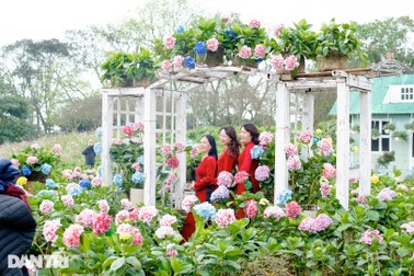 Hơn 1.000 cây cẩm tú cầu nở rộ, đẹp như "Đà Lạt thu nhỏ" tại Hà Nội