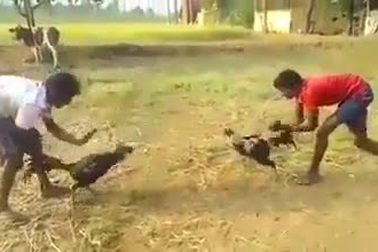 Chết cười với kết cục bất ngờ của màn đá gà chọi