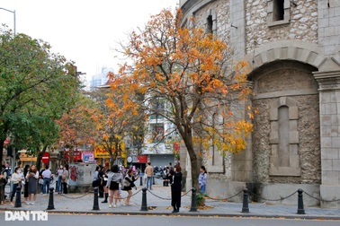 Hà Nội vàng rực trong mùa cây thay lá, giới trẻ đổ xô đi chụp ảnh