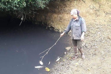 Dân bị “tra tấn” bởi nước thải nhà máy chế biến gỗ 5 ngày qua