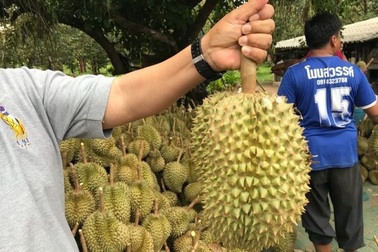 Hy hữu: Nhắm rượu với sầu riêng, người đàn ông qua đời