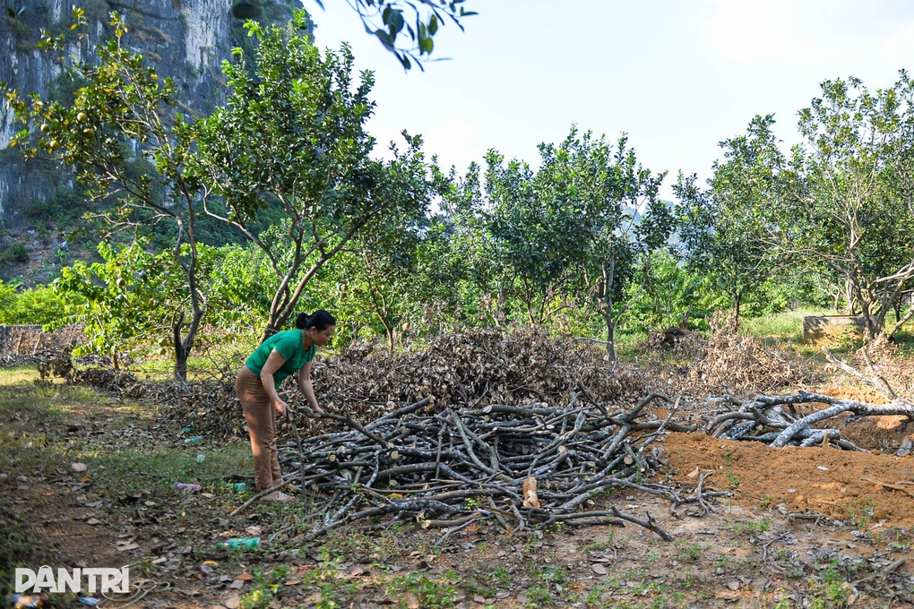 Nữ triệu phú vươn lên làm giàu từ cây na, mỗi năm thu nhập hàng trăm triệu - 1 Nữ triệu phú vươn lên làm giàu từ cây na, mỗi năm thu nhập hàng trăm triệu - 1