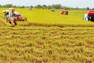 FDI ồ ạt đổ vào nền kinh tế, nông nghiệp vẫn chỉ “chầu rìa”