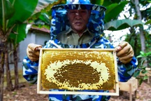 Lão nông nuôi ong lấy mật, "bỏ túi" 200 triệu đồng mỗi năm