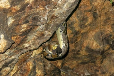 Vì sao rắn có thể tấn công con mồi cực chính xác trong bóng tối?