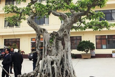 Sửng sốt trước vẻ đẹp hiếm có của cây sanh "ngai vàng"