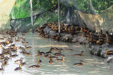 Độc chiêu dùng gà mái đẻ ấp trứng le le… bỏ túi bạc tỷ