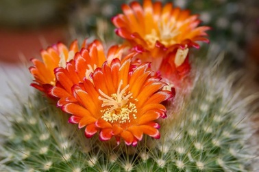 Vì sao cây xương rồng không lá, nhưng vẫn nở hoa cực đẹp?