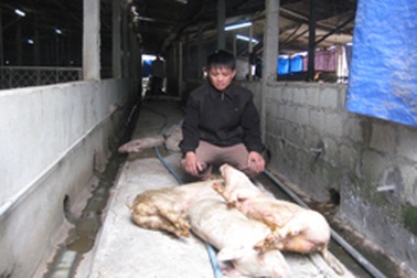 Nước mắt “vua” chăn nuôi xứ Nghệ