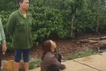 Nông dân khóc ngất khi 1.600 trái sầu riêng bị phá hoại trong đêm