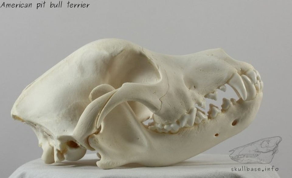 Hàm răng chó Pitbull khỏe cỡ nào mà cắn chết người như bỡn? - 4