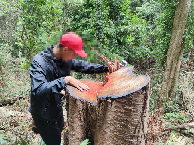 Chính phủ yêu cầu tỉnh Gia Lai báo cáo xử lý vụ phá rừng - Ảnh 1.