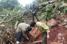 Truy tìm lâm tặc chặt phá rừng gỗ nghiến ở Lai Châu