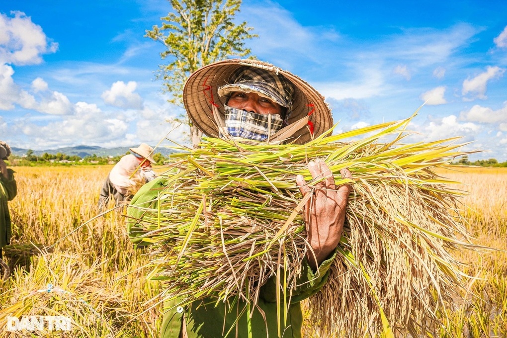 Giải mã hiện tượng lúa chín cúi đầu dưới góc nhìn khoa học - 1