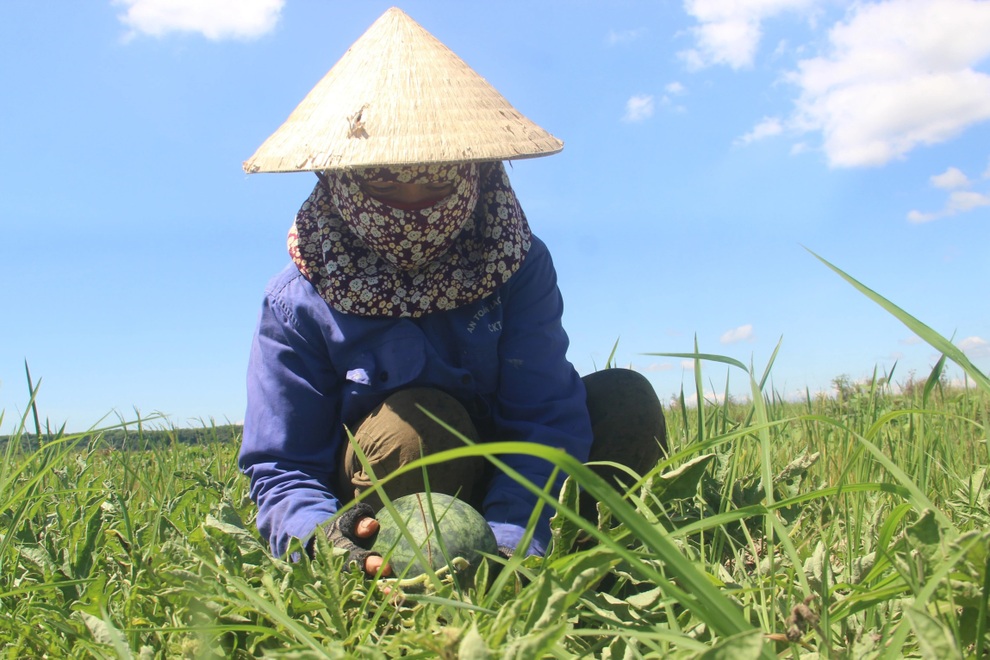 Thu nhập cao hơn cây lúa nhờ trồng dưa trái vụ - 5 Thu nhập cao hơn cây lúa nhờ trồng dưa trái vụ - 5
