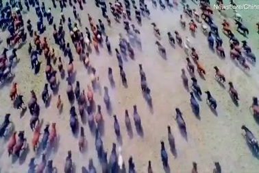 Clip: Cảnh vó ngựa cuốn tung cát bụi tại lễ hội ở Mông Cổ