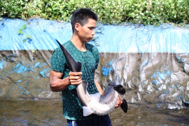 Nuôi cá tầm, trồng cây "triệu đô" trên núi cao