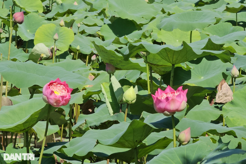 Chàng kỹ sư trẻ bỏ việc ở thủ đô về quê bắt bãi đất hoang nở ra tiền - 4 Chàng kỹ sư trẻ bỏ việc ở thủ đô về quê bắt bãi đất hoang nở ra tiền - 4