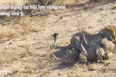 Lợn rừng non xấu số bị báo hoa mai tóm gọn ngay khi vừa ra khỏi hang